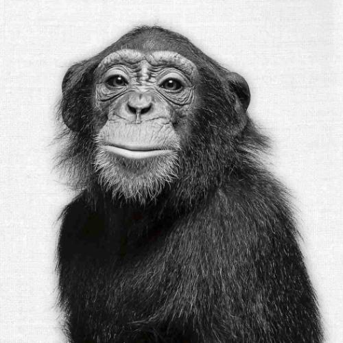 2026 Calendar 壁掛けカレンダー2026年 TUSHITA Animal Portraits ハートアートコレクション アニマル アート 動物