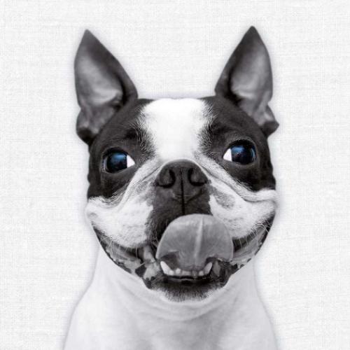 2026 Calendar 壁掛けカレンダー2026年 TUSHITA Animal Portraits ハートアートコレクション アニマル アート 動物