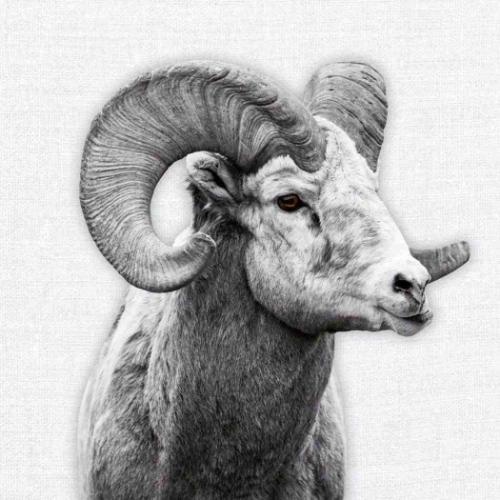 2026 Calendar 壁掛けカレンダー2026年 TUSHITA Animal Portraits ハートアートコレクション アニマル アート 動物