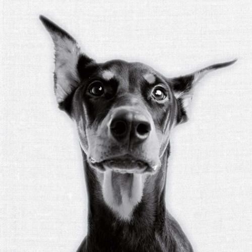 2026 Calendar 壁掛けカレンダー2026年 TUSHITA Animal Portraits ハートアートコレクション アニマル アート 動物