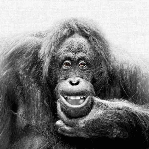 2026 Calendar 壁掛けカレンダー2026年 TUSHITA Animal Portraits ハートアートコレクション アニマル アート 動物