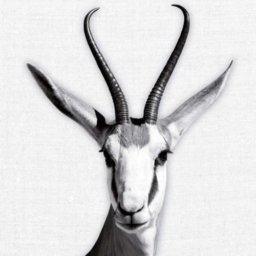 2026 Calendar 壁掛けカレンダー2026年 TUSHITA Animal Portraits ハートアートコレクション アニマル アート 動物