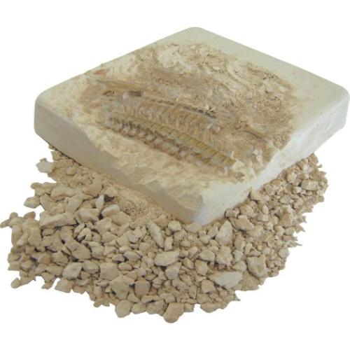 知育玩具 黄金の発掘名人 BIG トリケラトプス 恐竜 ノブカンパニー