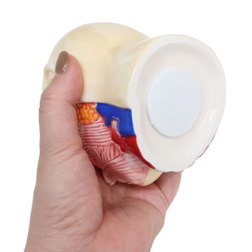 人体模型バンク おもしろ雑貨 陶器製貯金箱 サンアート : キャラクター