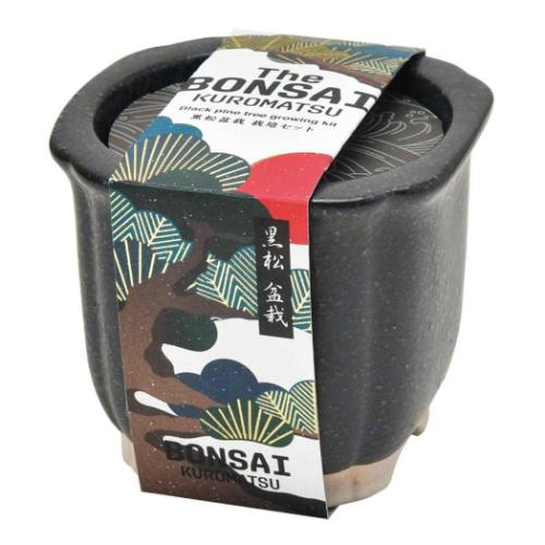 栽培キット The BONSAI栽培セット 黒松 聖新陶芸 ミニ盆栽 植物