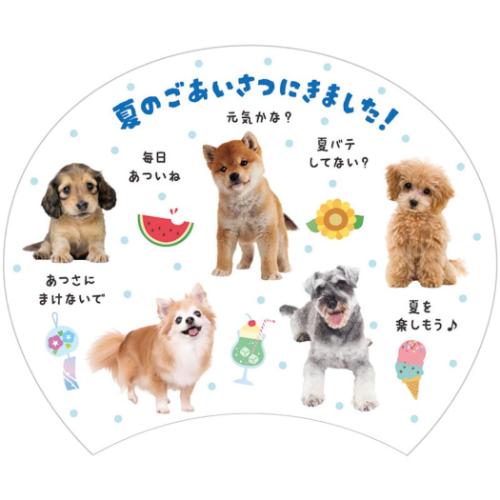 グリーティングカード シヨチユウJSP 22-5 サマー 犬フォトうちわ サンリオ 暑中お見舞い