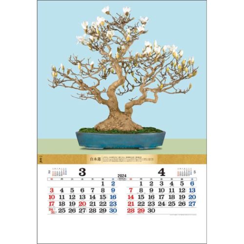 壁掛けカレンダー2024年 盆栽DX 2024 Calendar トーダン｜cinemacollection｜02