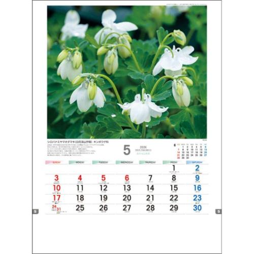 日本山草図譜 野草譜』 Wild Flowers in My Garden