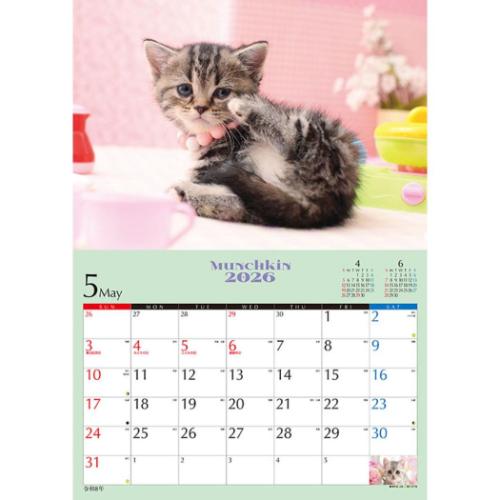 2026 Calendar 子猫のマンチカン 壁掛けカレンダー2026年 ねこ
