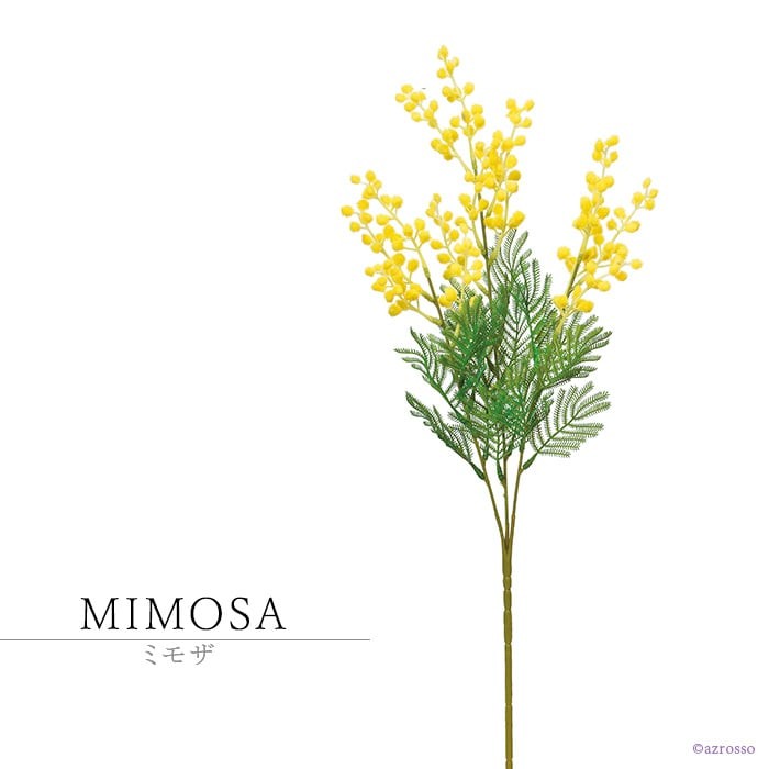 空間を明るく演出する花、ミモザ