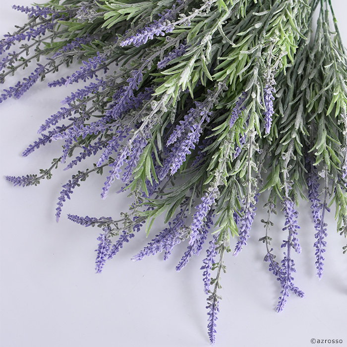 開花中♥ラベンダー　キューデラ アンティークパープル♥人気品種♥花苗ポットごと 開花中♥ラベンダー キューデラ アンティークパープル♥人気品種♥花苗