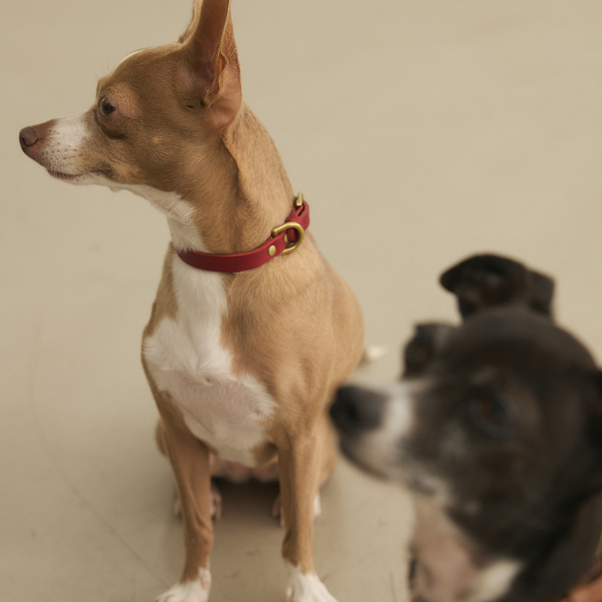 CITYDOG クラシックレザーカラー