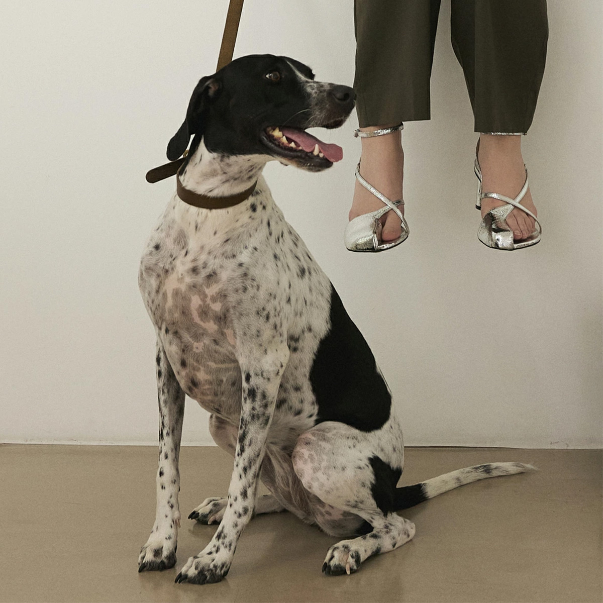 CITYDOG ディムグレー 首輪 リード収納袋付き 超小型犬 別売りok CITYDOG 首輪 犬 本革 革 リード 伸縮 かわいい ハーネス 2頭