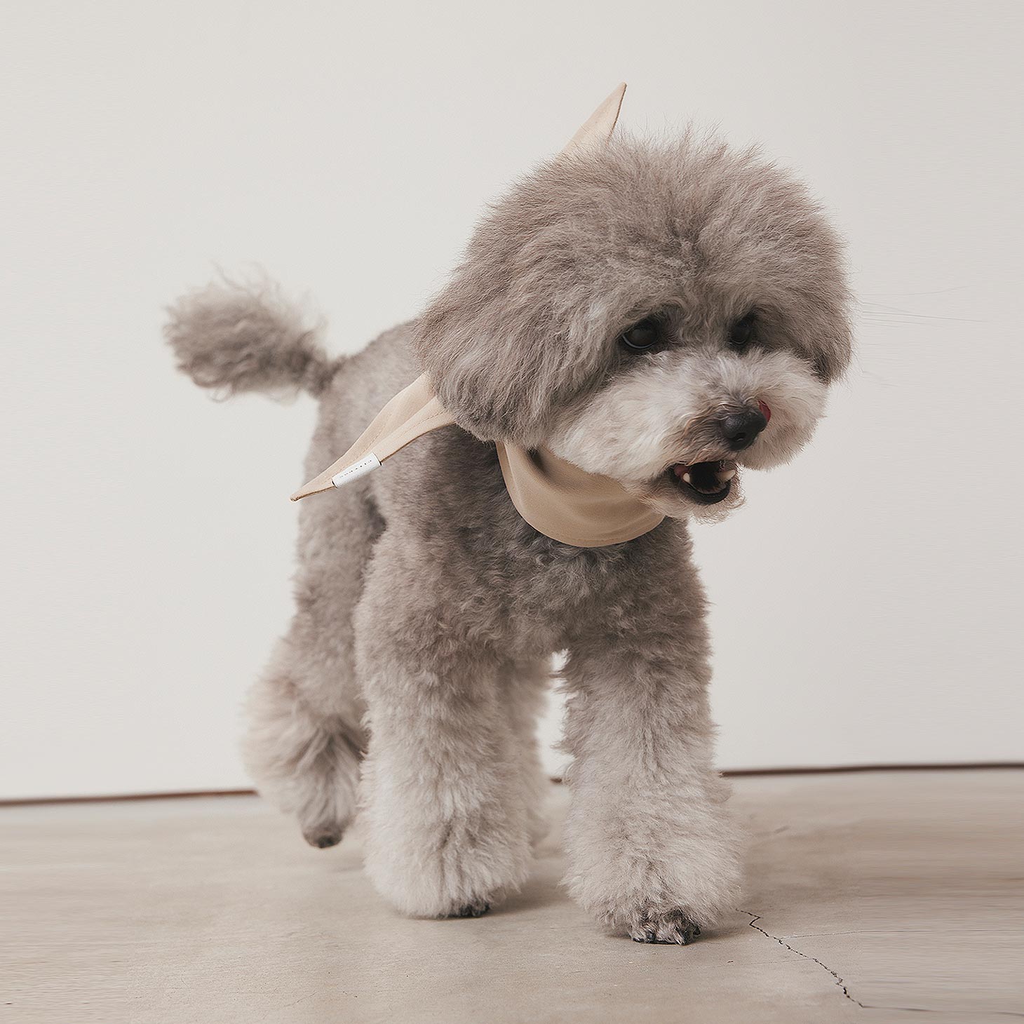 犬 服 クールバンダナ 専用保冷剤付き 首輪 カラー スタイ 夏 涼しい 保冷剤 保冷シート 超小型犬 小型犬 中型犬 手洗い可 暑さ対策 | citydog シティドッグ｜citydog｜12