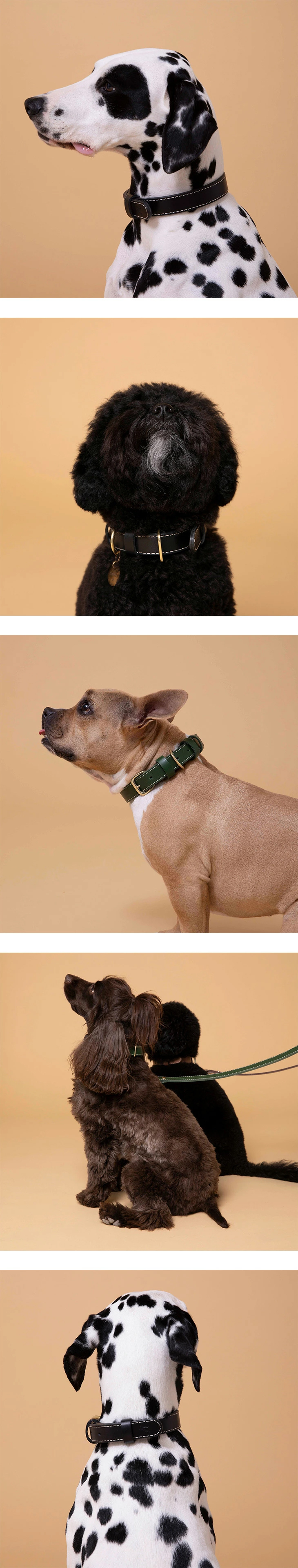 CITYDOG Get the Look