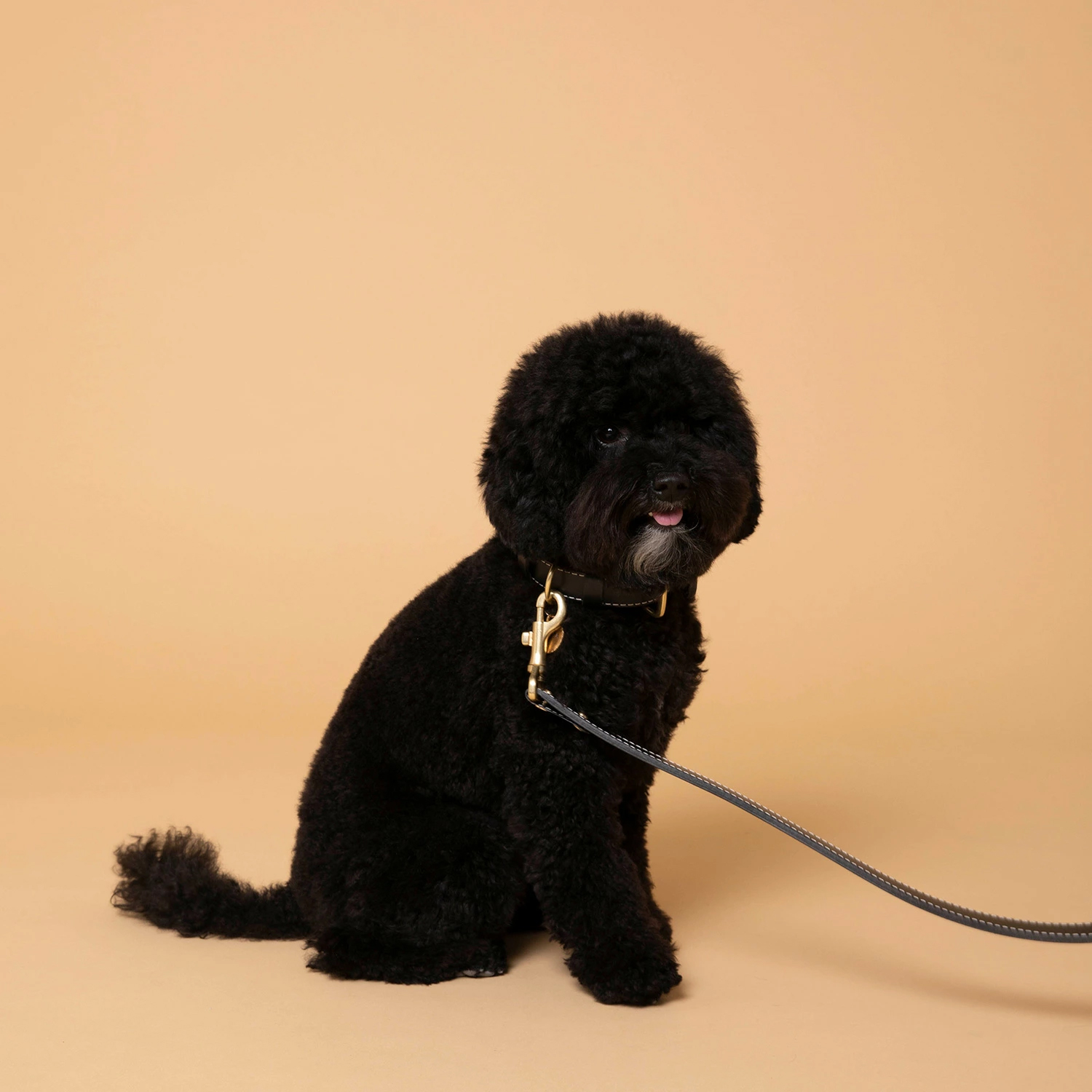 CITYDOG Get the Look