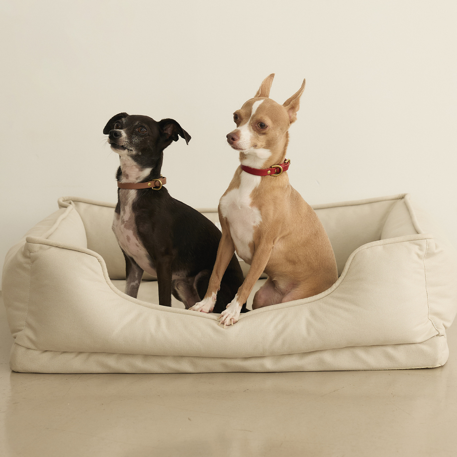 【格安saleスタート】 CITYDOG 犬 猫 冬 秋 おしゃれ 洗える M ベット ラウンジ ベッド ベッド・マット・カバー