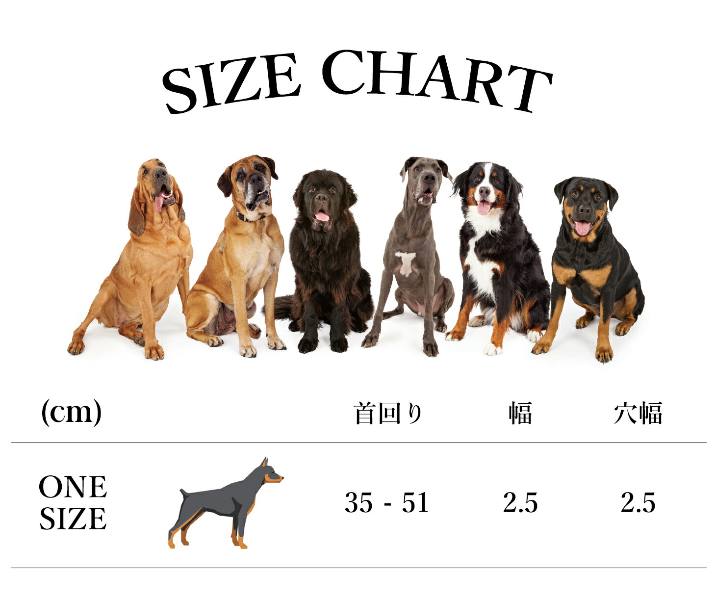 CITYDOG ステッチレザーカラー