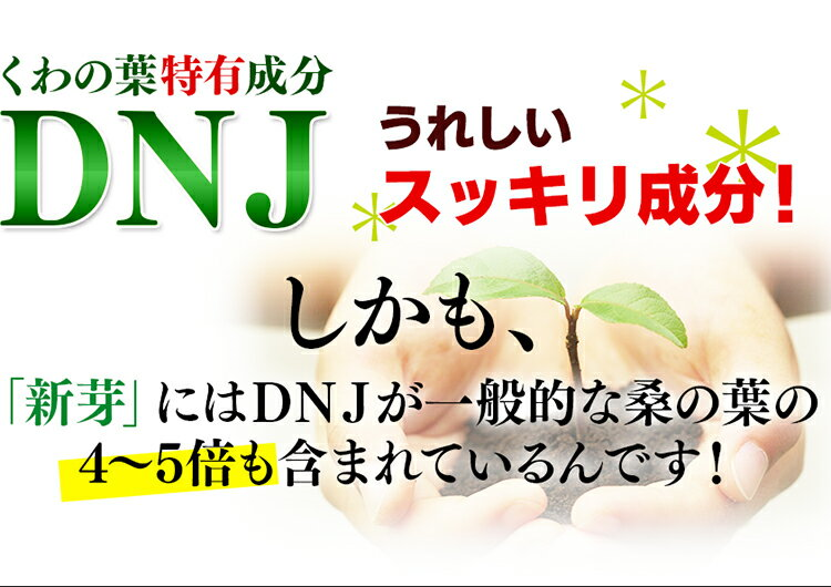 青汁 国産 熊本産 無農薬 桑の葉 100％使用 無添加 青汁 1袋20包入