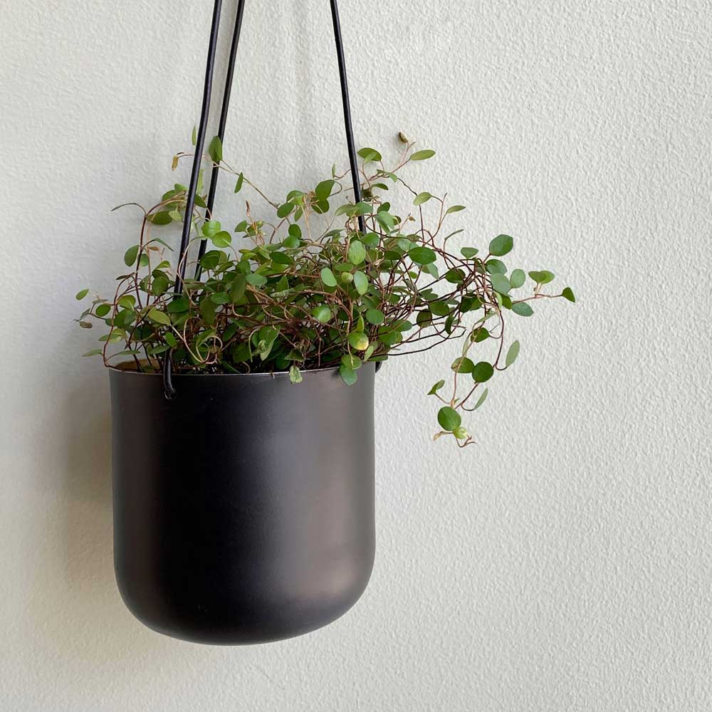 CLOVER(クローバー) アルミハンギングプランター Φ11.5×H41cm ゴールド/2トーン