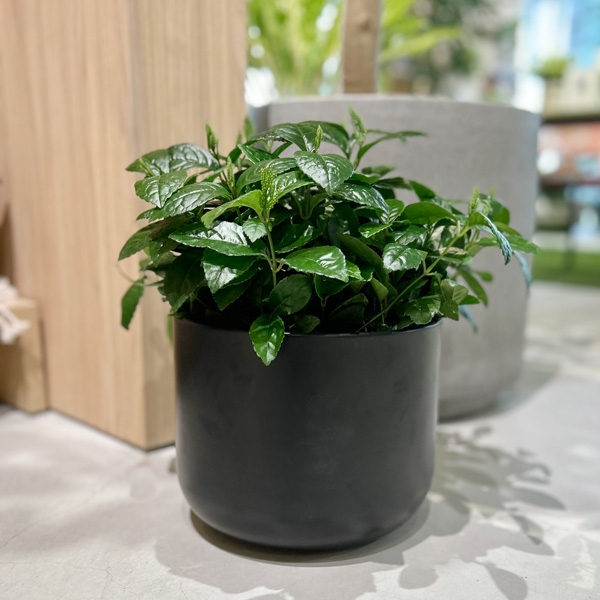 CLOVER(家具、インテリア) CLOVER(クローバー) マットブラック CLOVER(家具、インテリア) CLOVER(クローバー) マットブラック