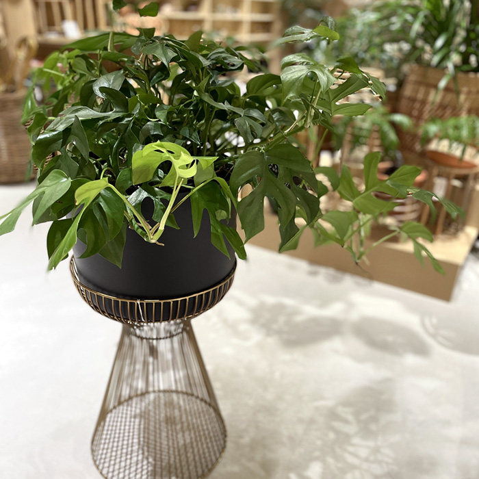 使用植物:ラフィドフォラ テトラスペルマ