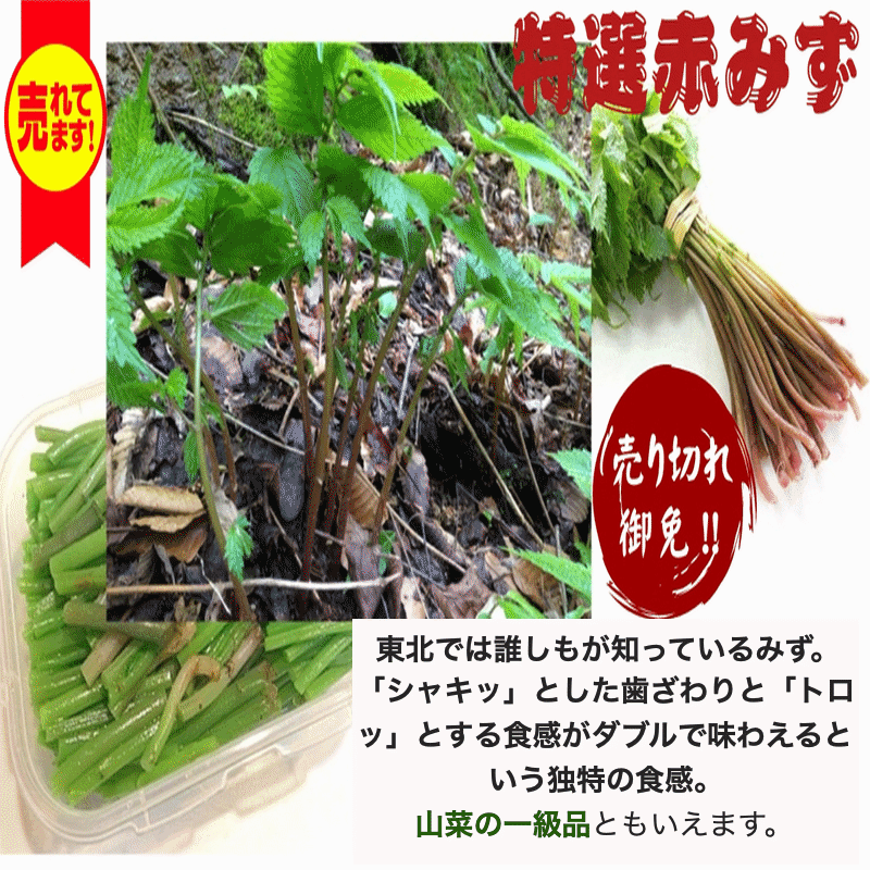 天然山菜 完全予約販売 秋田県産天然みず ウワバミソウ 500g 産地直送