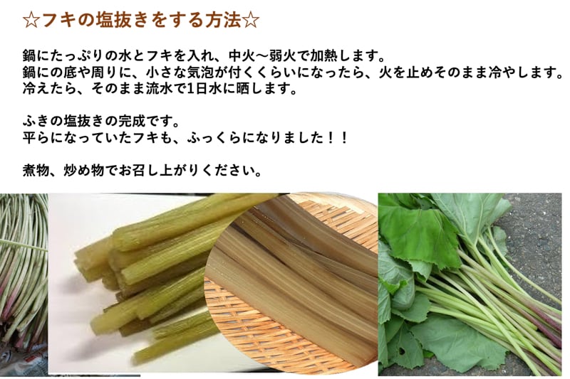 予約販売 天然山菜 山ふきの塩漬け5Kg/箱 自然の恵み 山形県飯豊町産