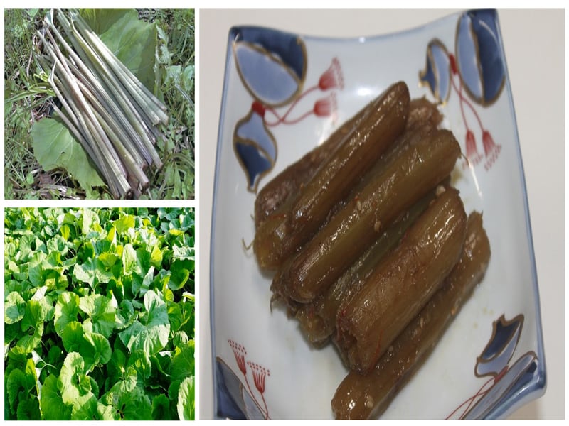 予約販売 天然山菜 山ふきの塩漬け5Kg/箱 自然の恵み 山形県飯豊町産