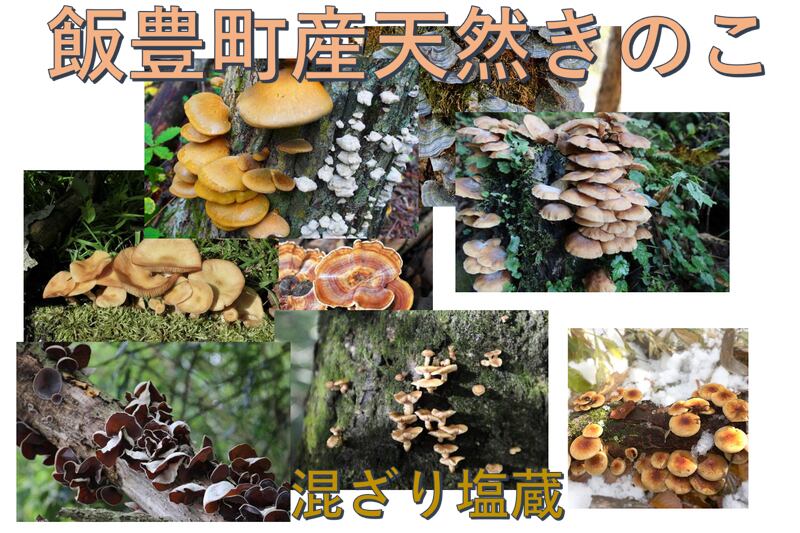 天然きのこMIX塩蔵6.5㎏☆ 【公式通販】