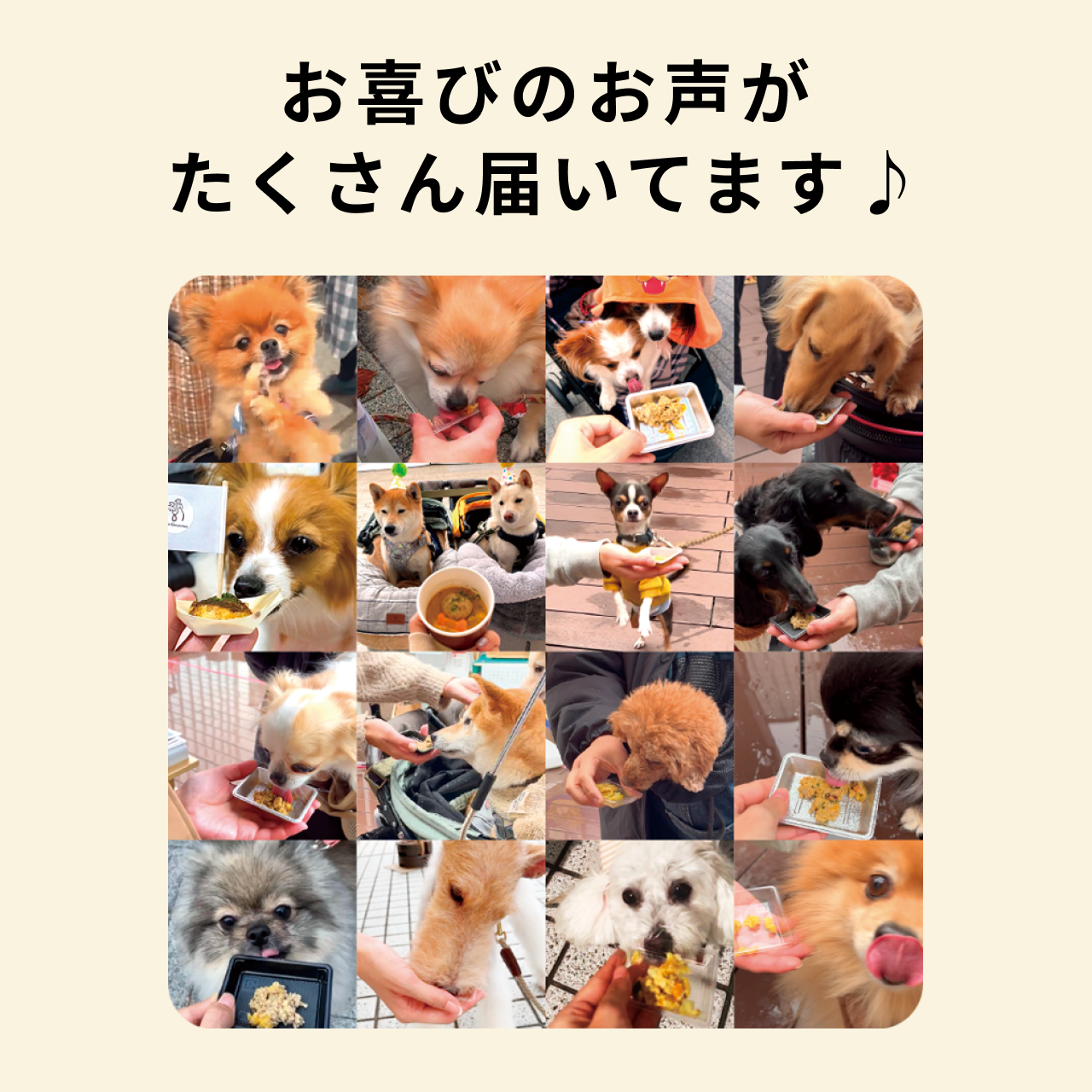 CoCo Gourmet（ココグルメ） ココグルメ・ドライ(850g×4個) 獣医師監修