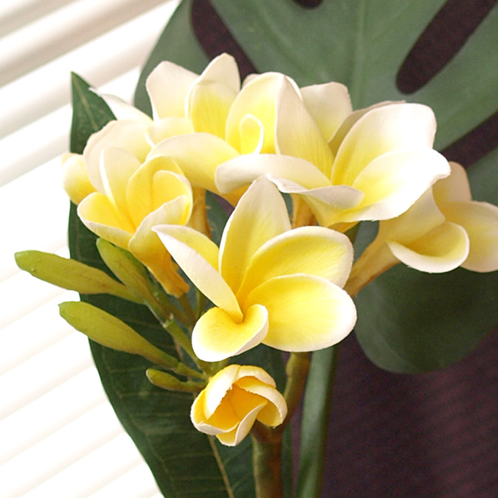 フェイクフラワー プルメリア(枝葉付)(イエロー) 造花 アーティ