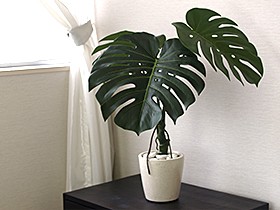 モンステラ株立ちタイプ(LL) 造花 インテリア フェイク グリーン 観葉
