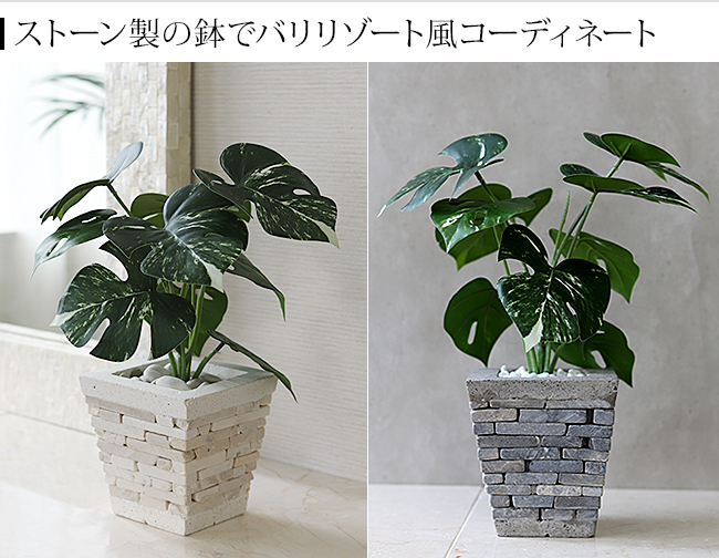 モンステラ　観葉植物