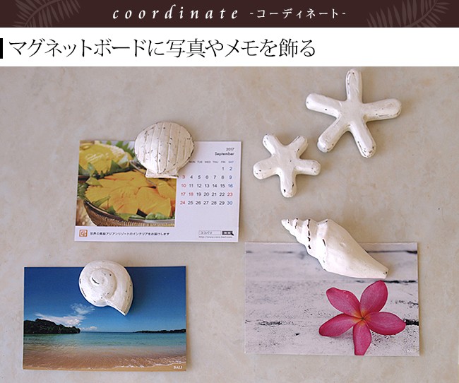 マグネット(シェル＆スター)5種類セット 貝(3種類),ヒトデ(2サイズ
