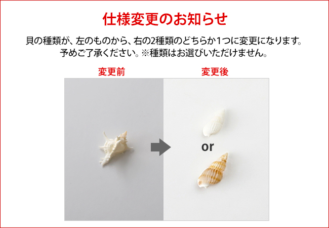 貝殻と白い砂のセット(S) インテリア オブジェ マリン 海 トイレ 玄関