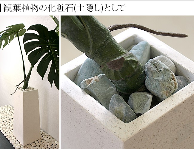 観葉植物　化粧石　土隠し