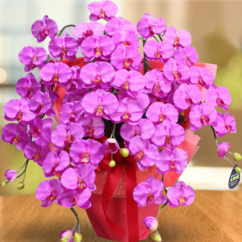プレミアム 胡蝶蘭 ワイン 紫 5本立ち 光触媒 大輪 高級 造花 ギフト 開店祝い サロン 就任祝い お供え 仏花 インテリア 鉢植え ワインレッド 特大 豪華 | 