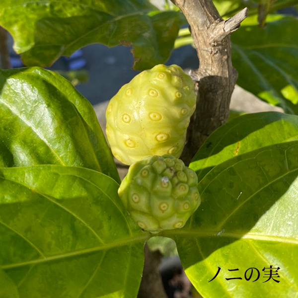 発酵ノニ石鹸 22g×5個 （M便） : 沖縄お土産通販 ここち琉球 - 通販