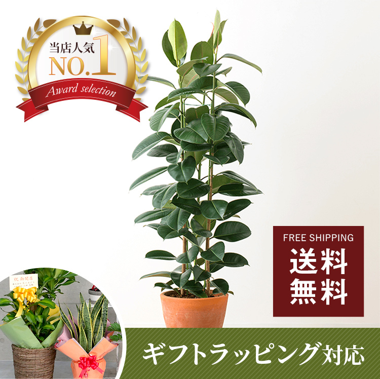 ケンチャヤシ 10号 | 観葉植物の通販ならHitoHana（ひとはな）