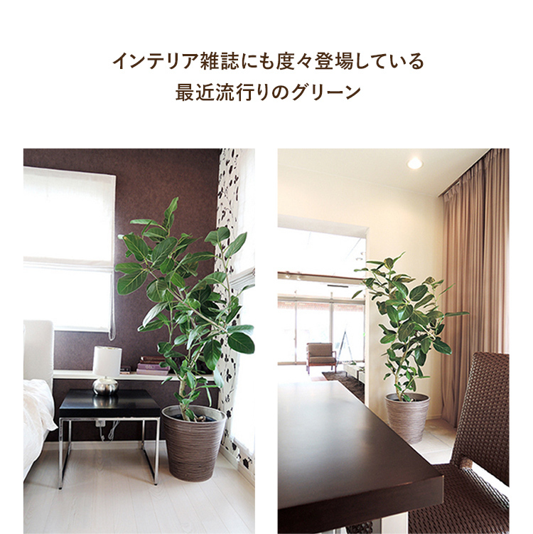 ケンチャヤシ 10号鉢 : 観葉植物と植木鉢の専門店cocolate ケンチャヤシ 10号鉢 : 観葉植物と植木鉢の専門店cocolate