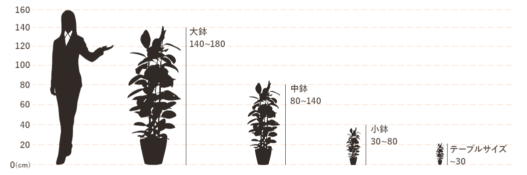 大きさ目安