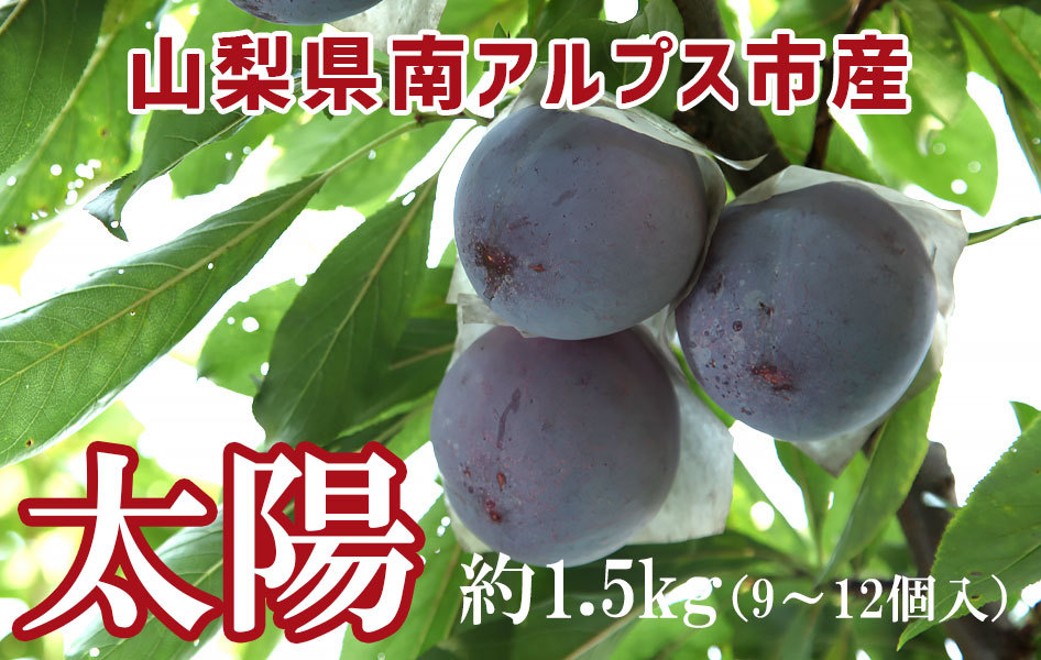 プラム 太陽 高級すもも 約1.5kg 9〜12個入 秀 2L 3L 山梨県産