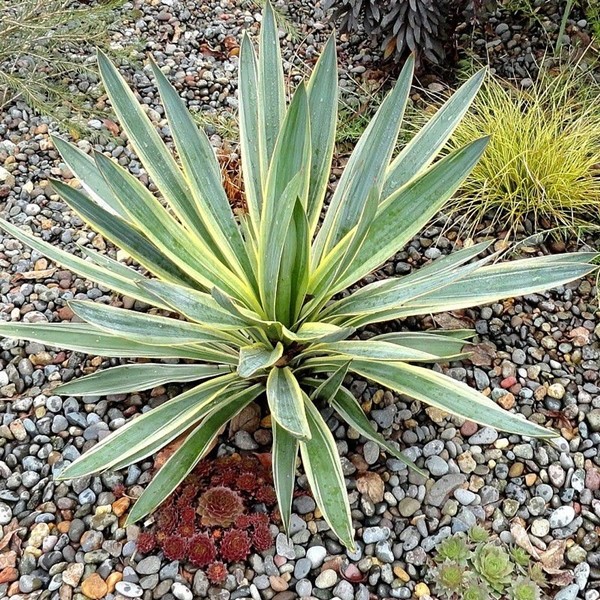 耐寒性 ユッカ ユッカグロリオサ バリエガータ 観葉植物 おうち