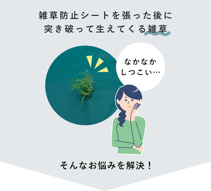 雑草防止シートを張った後に突き破って生えてくる雑草