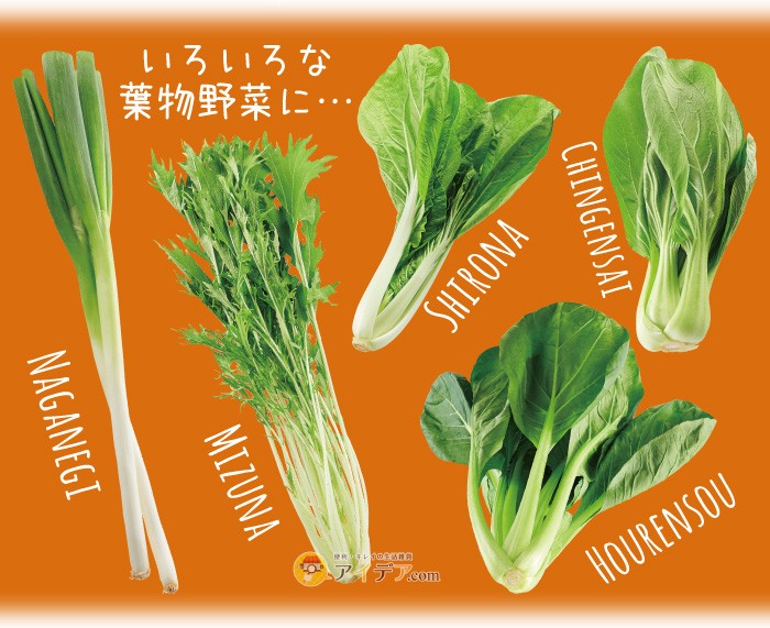 チビシャキちゃん(３個組)：いろいろな葉物野菜に