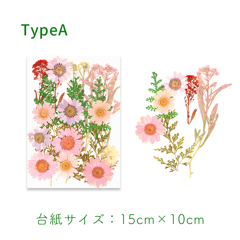 押し花・ドライフラワー花材 38 ドライフラワー 押し花 花材 ブーケ デコパーツ ハーバリウム プレスド