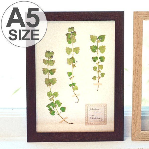 アートフレーム HERBARIUM ART FRAME カキドオシ×Brown （ ハー