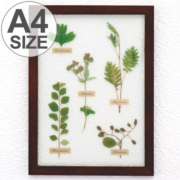木の葉アート作品 ⭐︎フレーム付き アートフレーム HERBARIUM ART FRAME カキドオシ×Brown （ ハー