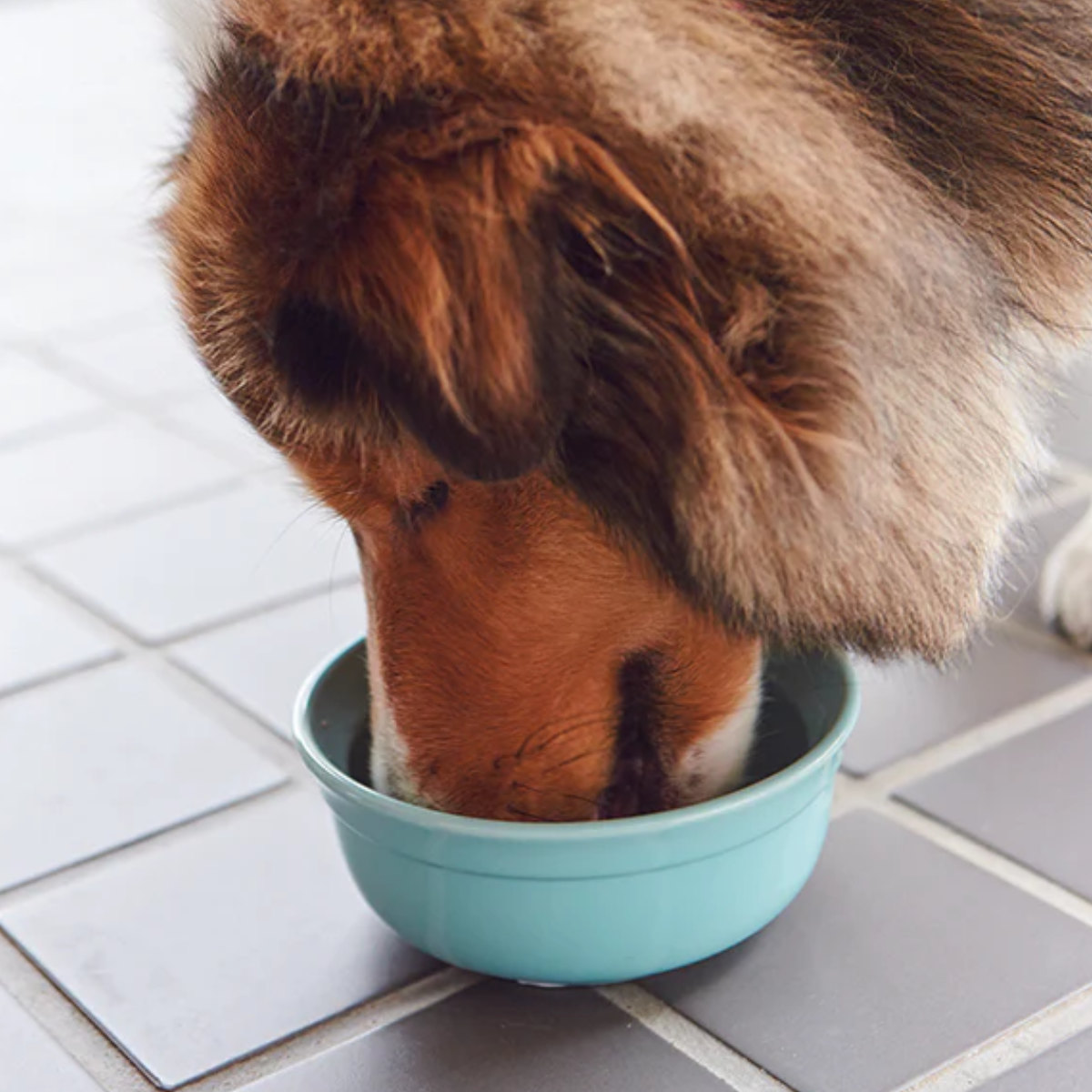 犬 犬用 食器 ボウル AppeTIT DOG...の詳細画像2